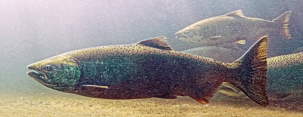 Fish Wall Art featuring the photograph Royalty - King Salmon by KJ Swan