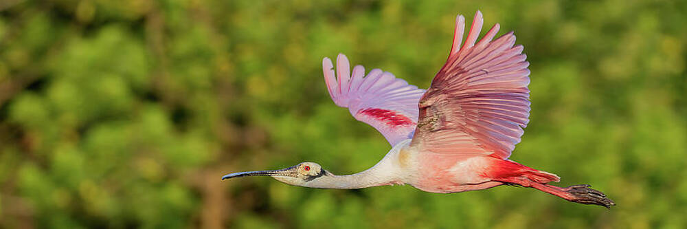 Florida Photograph - RSB In Flight #1 by RD Allen