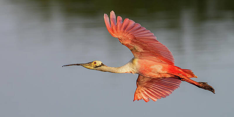 Florida Photograph - RSB In Flight #2Long by RD Allen