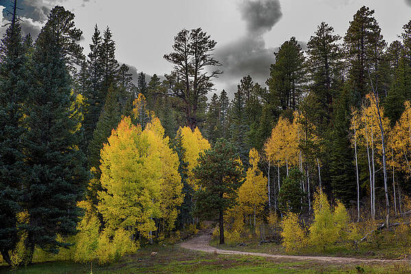 Nps Photograph - Rubber Ducky by Matt Halvorson