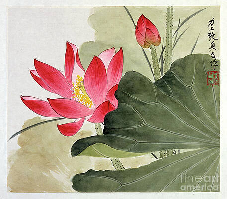 Painting - Ruby Red Lotus Flower by Yu Zhizhen