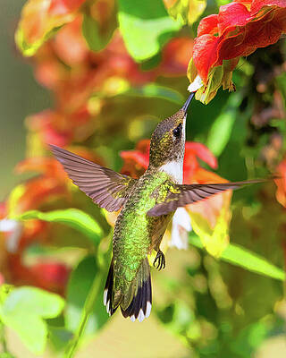 Photograph - Rubythroat On Shrimp Plant by Jim E Johnson