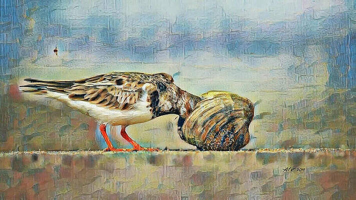 Florida Wall Art featuring the digital art Ruddy Turnstone by Antonios Valamontes