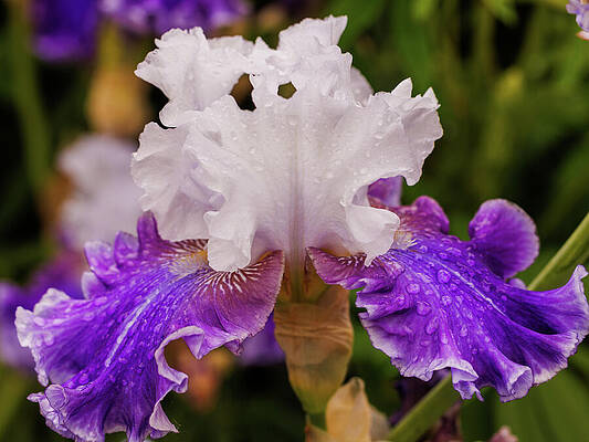 Wall Art featuring the photograph Ruffled Bearded Iris by Jean Noren