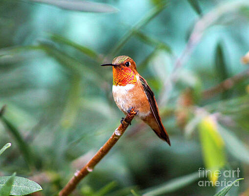 Colorado Wall Art featuring the photograph Rufous Hummingbird by Shirley Dutchkowski