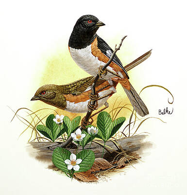 Rufous-sided Towhee Print