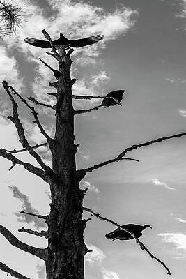 Sky Wall Art featuring the photograph Ruin by David Fountain