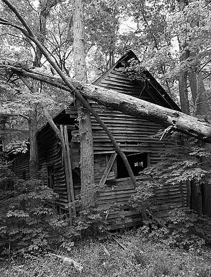 Wall Art featuring the photograph Ruin In The Trees by Steven Nelson