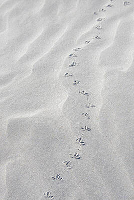 Black And White Photograph - Running After by Gina Cinardo