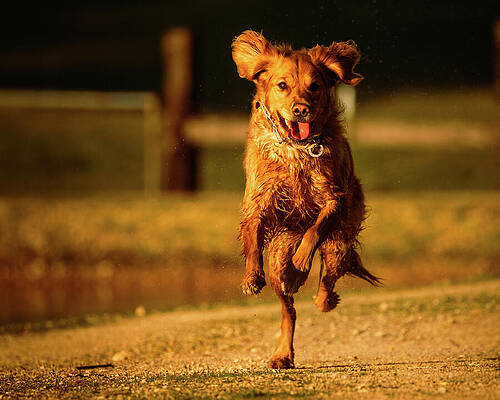 Beautiful Wall Art featuring the photograph Running Golden by Mike Lee