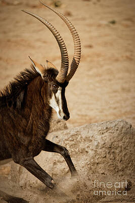 Running Sable Antelope Photograph