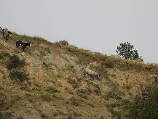 Theodore Roosevelt National Park Photograph - Running Wild Horses 2 by Amanda R Wright
