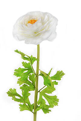 Summer Wall Art featuring the photograph Rununculus Buttercup White Flower Isolated by Severija Kirilovaite