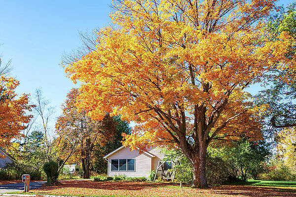 Charming House with Autumn Tree Wall Art