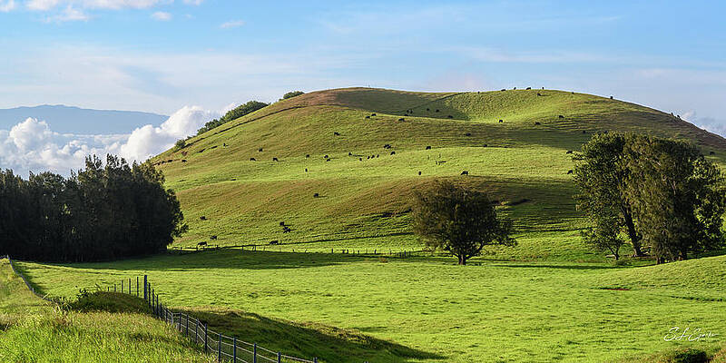 Hawaii Photograph - Cattle Grazing On A Volcano In Hawaii by Steven Sparks