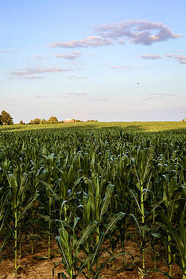 Serene Wall Art featuring the photograph Rural Landscape Under Ethereal Skies by Travel Essayist