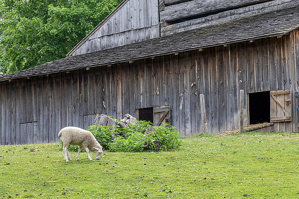 Wall Art featuring the photograph Rustic Barn With Grazing Sheep by John Twynam