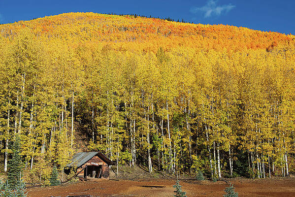 Rustic Cabin in Autumn Forest Photograph