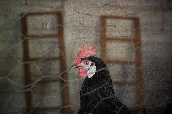 Wall Art featuring the photograph Rustic Rooster by Mary Lee Dereske
