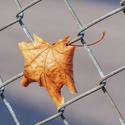 Leaf Caught in Chain-Link Fence Wall Art