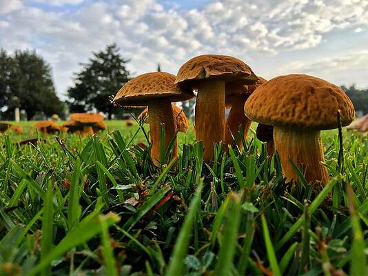 Natural Photograph - Rusty Mushrooms by Greg Lane