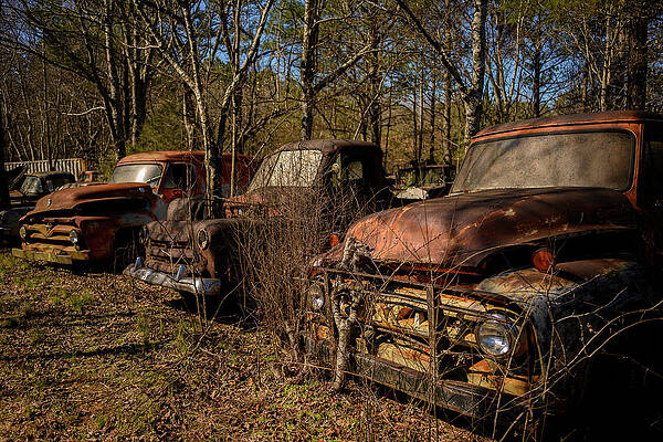 Rusty Vintage Trucks in a Forest Wall Art