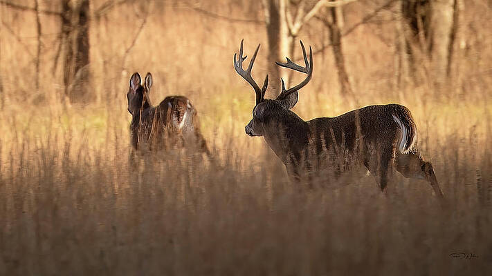 Appalachia Wall Art featuring the photograph Rut Season In The Smoky Mountains by Theresa D Williams Smoky Mountains