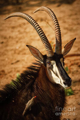 Sable Antelope and Bird Interaction Photograph