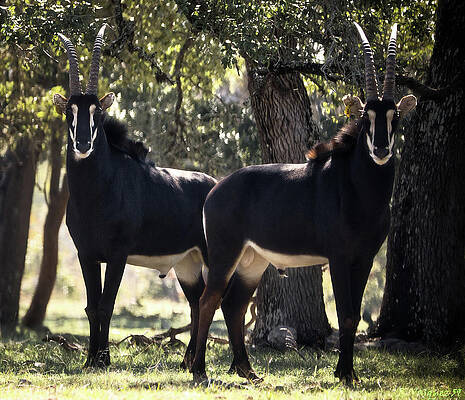 Animal Photograph - Sable Antelope Males by Rene Vasquez