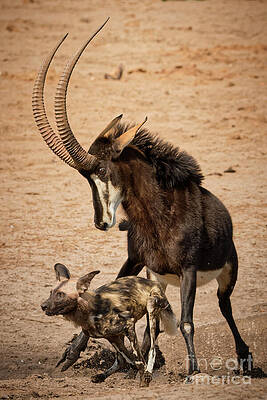 Antelope Defends Against Wild Dog Photograph