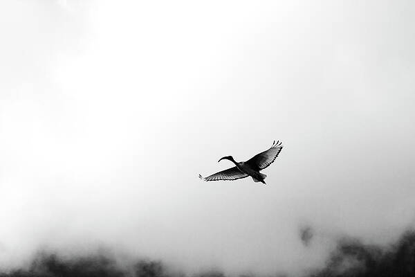 Portland Photograph - Sacred Flight by Mia Badenhorst