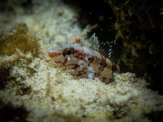 Underwater Wall Art featuring the photograph Saddled Blenny by Brian Weber