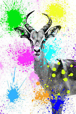 Colorful Goat with Paint Splashes Wall Art