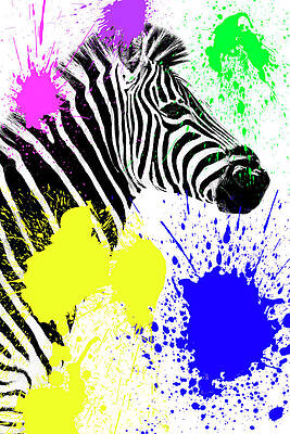 Zebra with Colorful Paint Splashes Wall Art