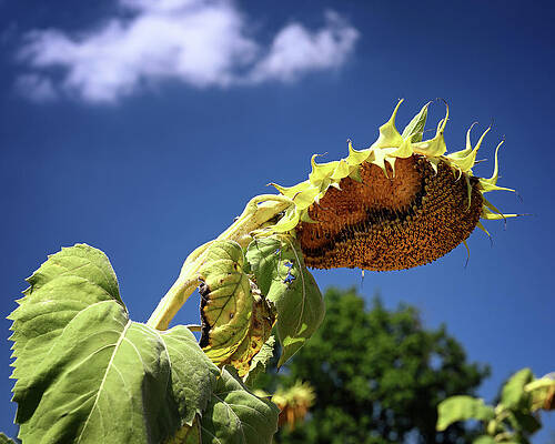 Wall Art featuring the photograph Sagging Sunflower by Steven Nelson