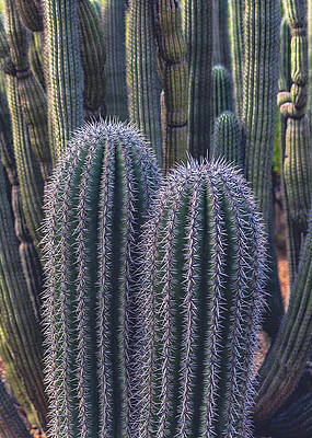 Beautiful Photograph - Saguaro And Organ Pipe Cactus, Arizona - Vertical by Abbie Warnock