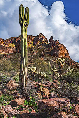 Beautiful Photograph - Saguaro And Superstitions, Arizona - Vertical by Abbie Warnock