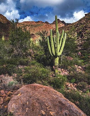 Wall Art featuring the photograph Saguaro Arms, Superstition Mountains, Arizona - Vertical by Abbie Warnock