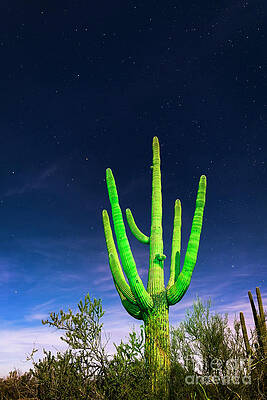 Landscape Photograph - Saguaro Cactus Against Star Filled Sky In Saguaro National Park, Arizona by FeelingVegas Wall Art and Prints
