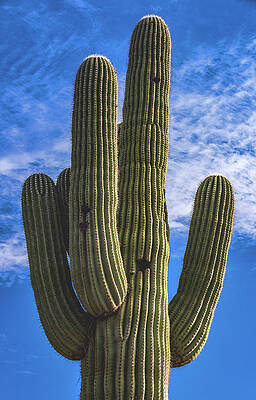 Beautiful Photograph - Saguaro Cactus, Arizona - Vertical by Abbie Warnock