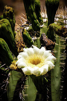 Desert Photograph - Saguaro Cactus Bloom In The Arizona Desert by Craig A Walker