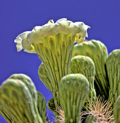 Wildflower Photograph - Saguaro Cactus Blossom by Bob Falcone
