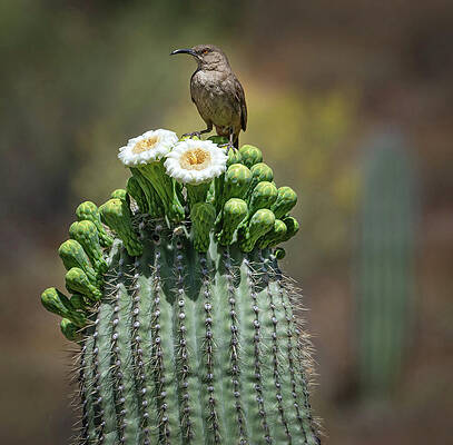 Wall Art featuring the photograph Saguaro Cactus Blossoms With Thrasher Bird by Rebecca Herranen