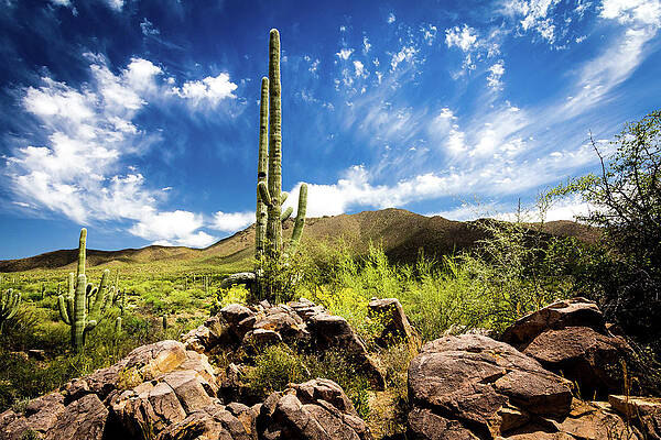 Desert Photograph - Saguaro Cactus In The Arizona Desert by Craig A Walker