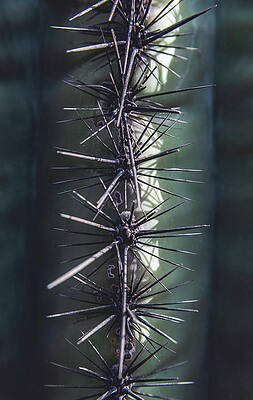 Beautiful Photograph - Saguaro Cactus Spikes Close Up, Arizona by Abbie Warnock