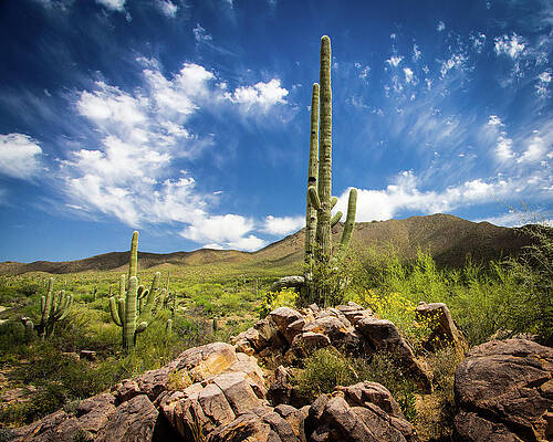Desert Photograph - Saguaro Cactus Under Azure Arizona Sky by Craig A Walker