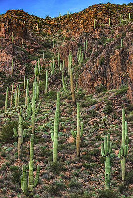 Desert Photograph - Saguaro Desert, Arizona - Vertical by Abbie Warnock