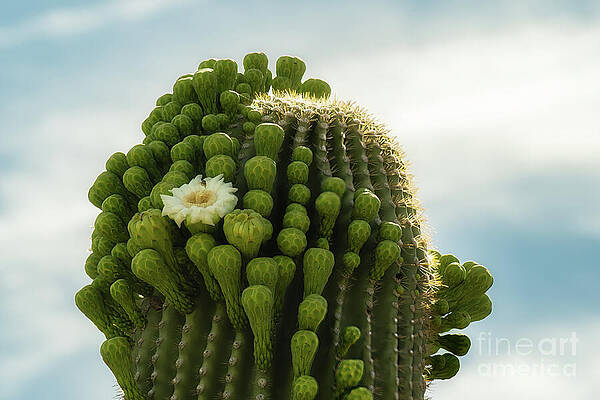 Flower Wall Art featuring the photograph Saguaro - Guardians Of The Desert by Dodie Ross