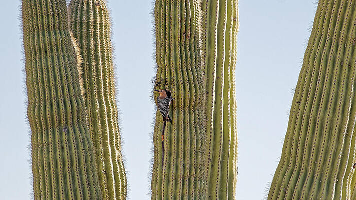Sky Wall Art featuring the photograph Saguaro Sanctuary - Gila Woodpecker, Sonoran Desert by KJ Swan