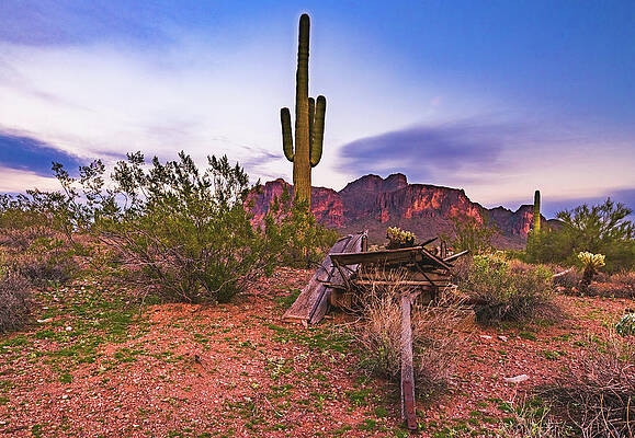 Desert Photograph - Saguaro Superstitions Sunset, Arizona by Abbie Warnock